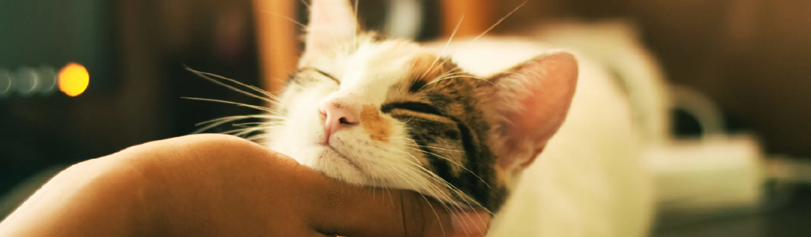 Person petting a cat